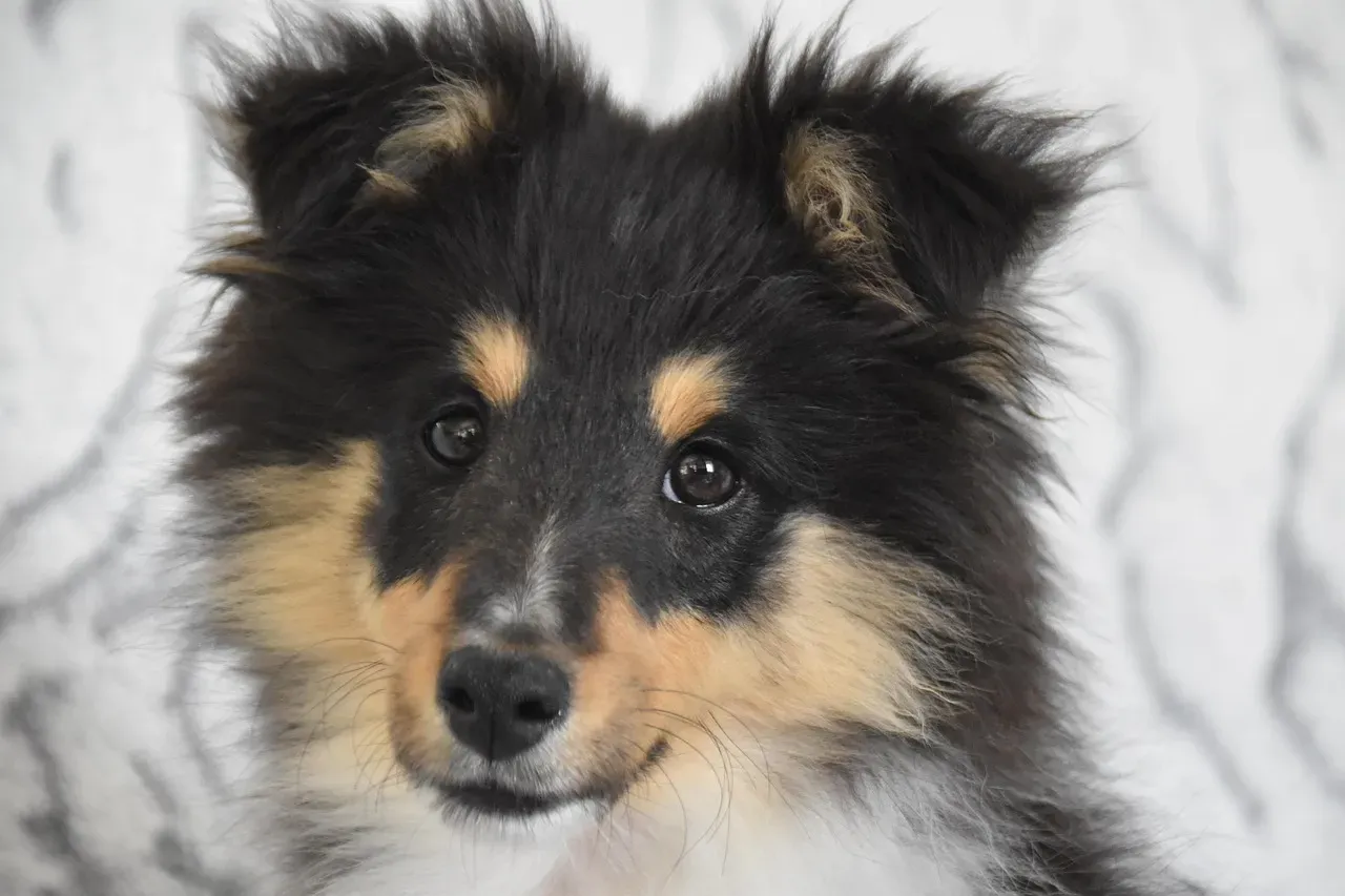 Shetland Sheepdog: The Sensitive Listener (Image Credits: Pixabay)