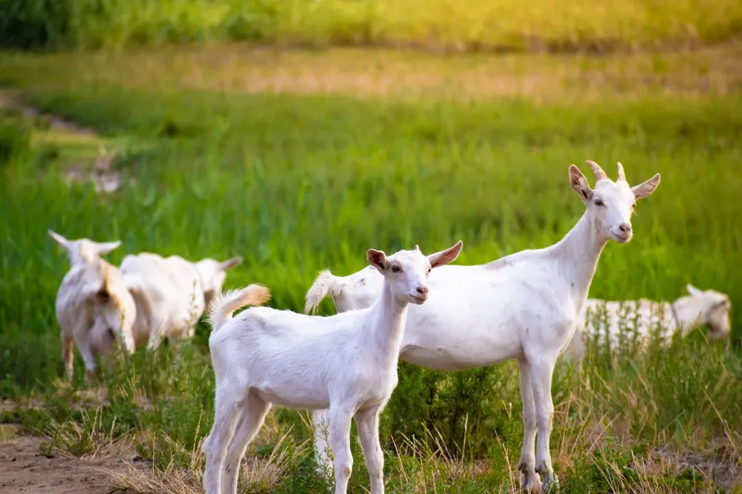 Fermented Goat Milk: The Gut-Joint Connection Most Owners Miss (Image Credits: Unsplash)