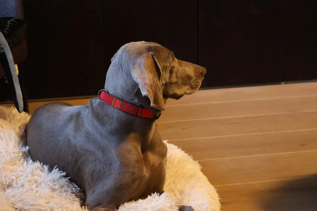 10. Weimaraner (Image Credits: Unsplash)