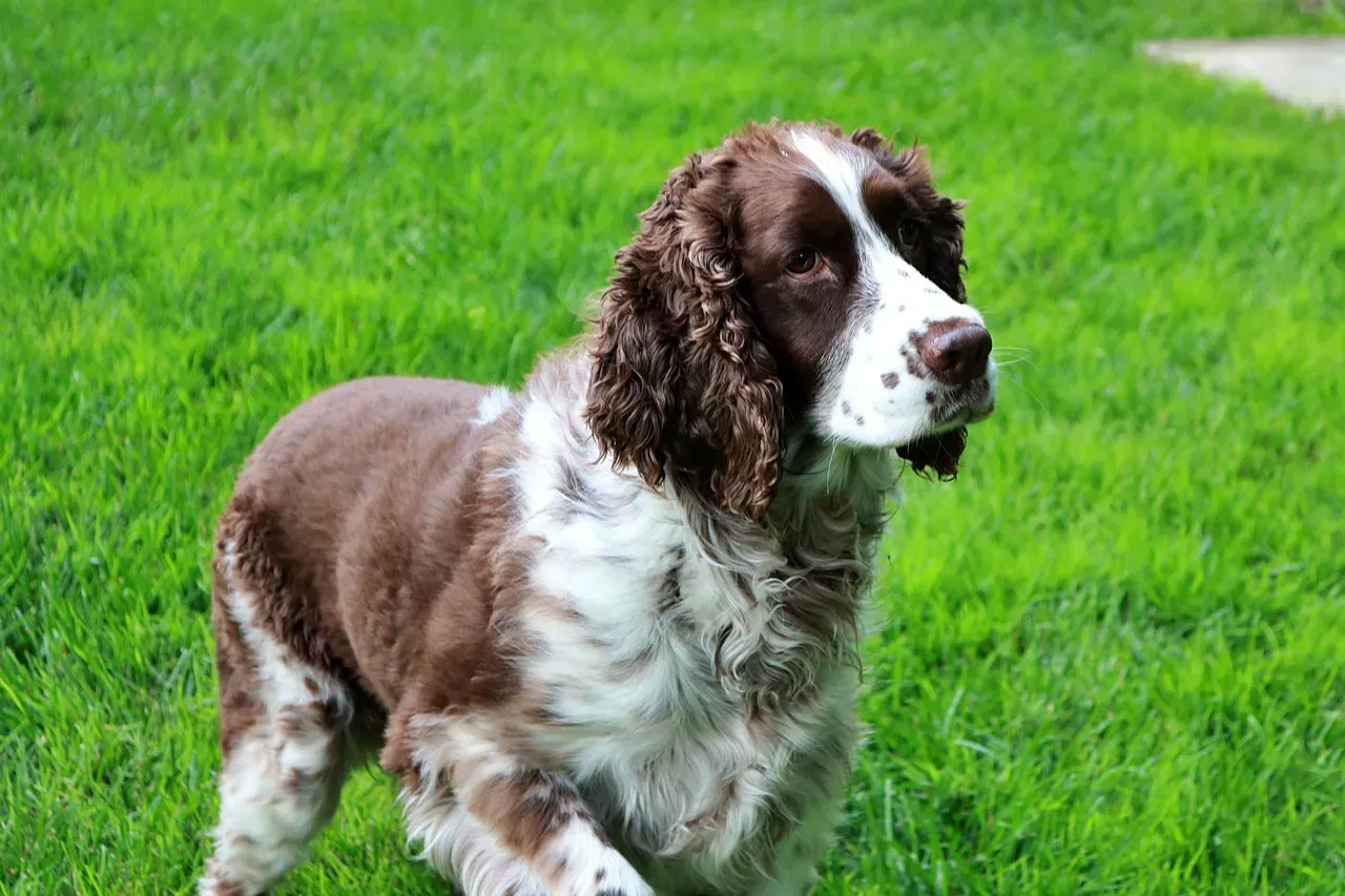 9. English Springer Spaniel: The Joyful Field Dog (Image Credits: Pixabay)