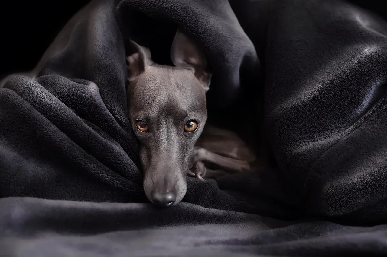 The Greyhound: Surprising Serenity (Image Credits: Pixabay)