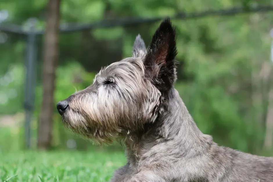 Type 5: The Investigator – Scottish Deerhound (Image Credits: Pexels)