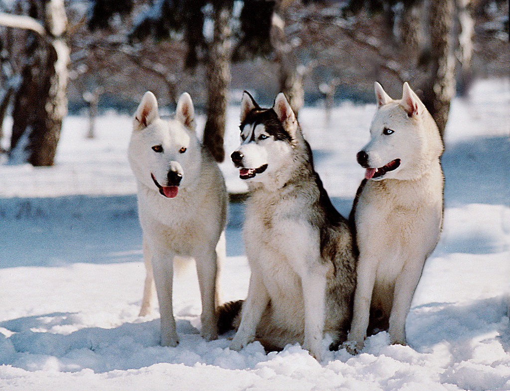 #7. Siberian Husky (Image Credits: Flickr)