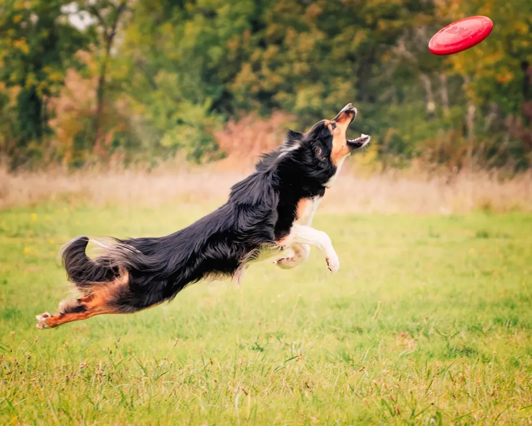 5. Border Collie (Image Credits: Unsplash)