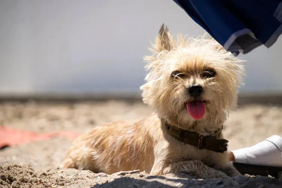 #8: Cairn Terrier - The Rugged Adventurer (Image Credits: Pexels)