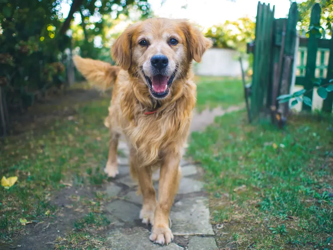 Conclusion: Choosing a Dog That Truly Fits Your Season of Life (Image Credits: Unsplash)