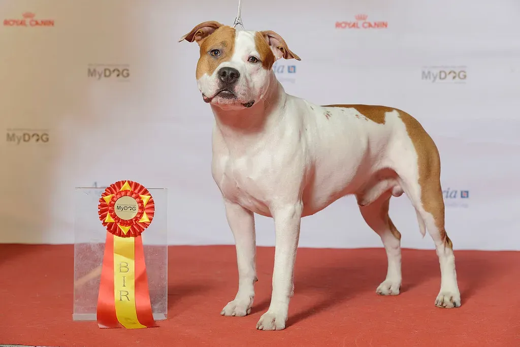 American Staffordshire Terrier: The Affectionate Athlete (Image Credits: Flickr)