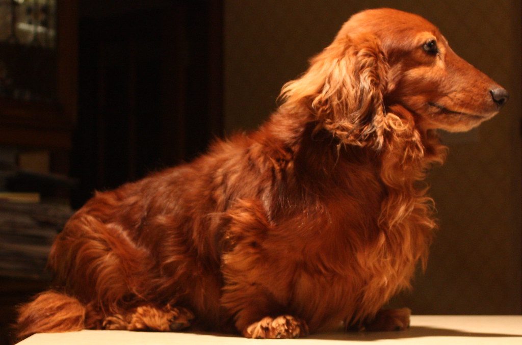 Dachshund: The Wiener Dog with Attitude (Image Credits: Flickr)