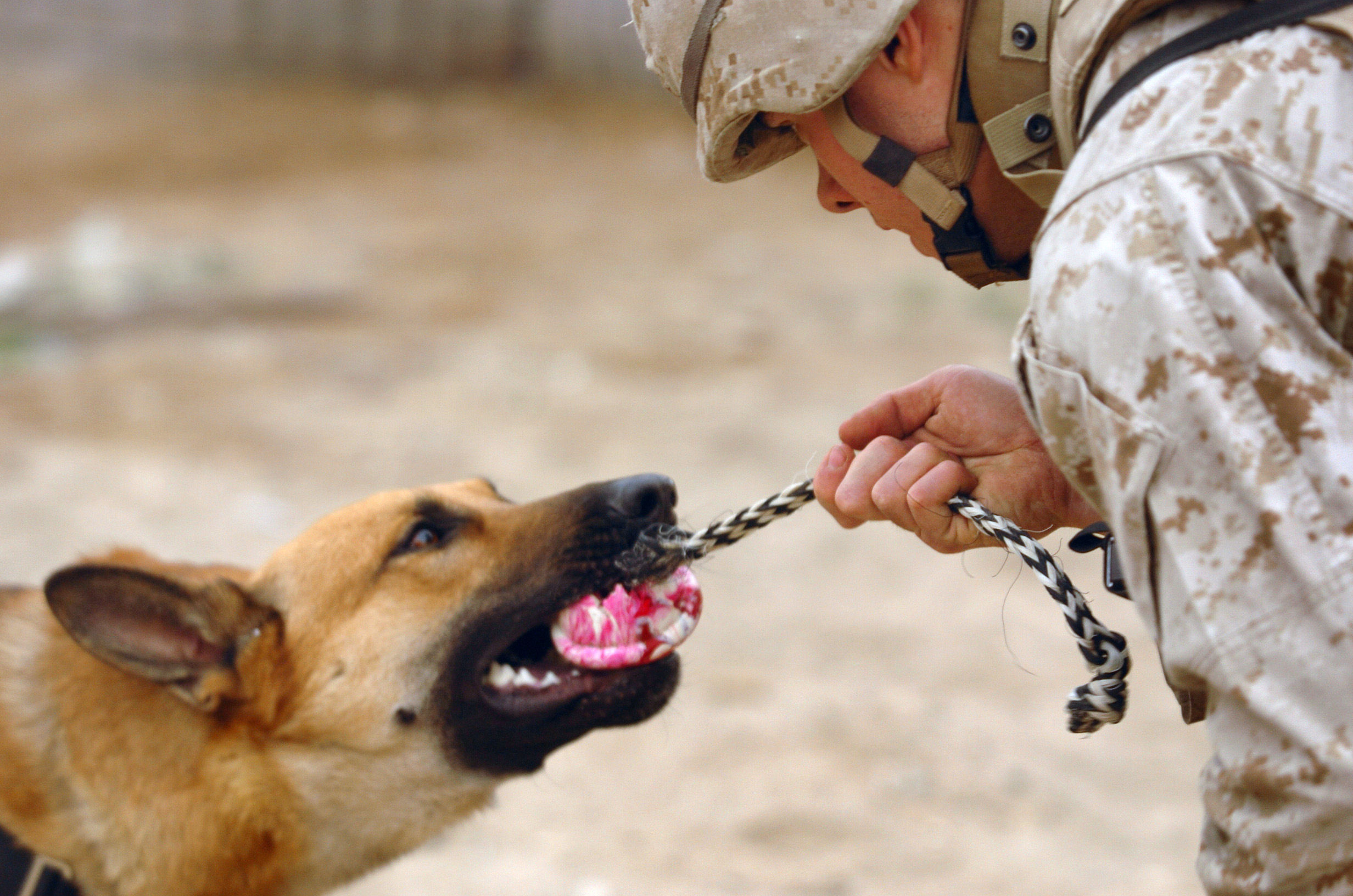 Playing Interactive Games and Tug-of-War (Image Credits: Wikimedia)