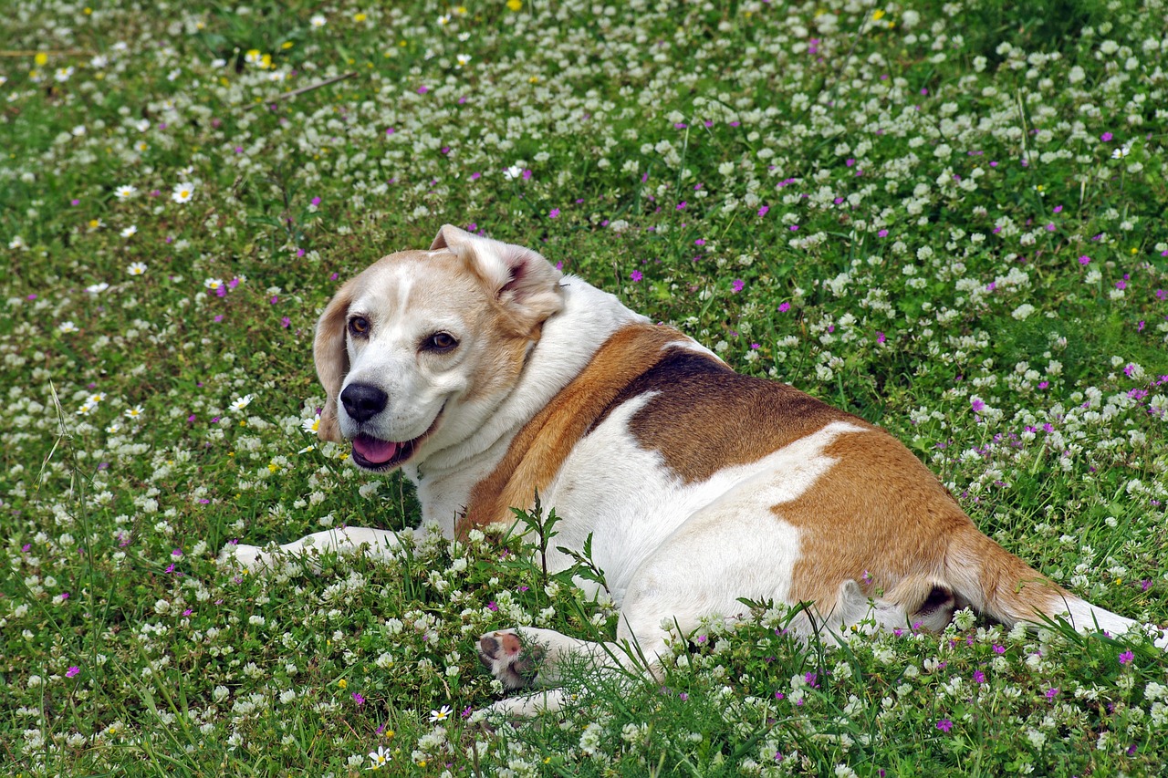 Beagle - The Nose-Led Wanderer (Image Credits: Pixabay)