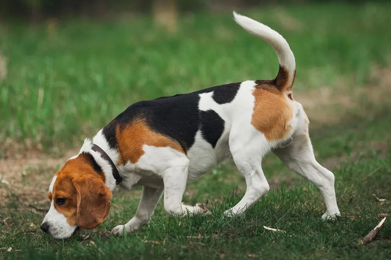 Beagle (Image Credits: Pixabay)