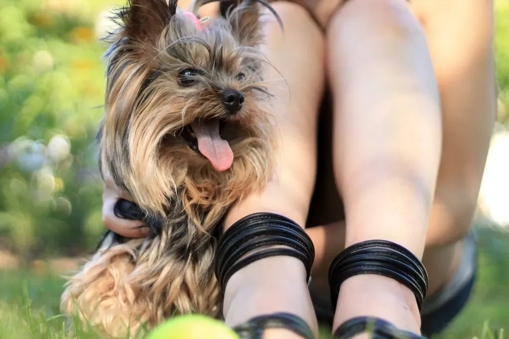 #10: Silky Terrier - Fierce Fire Beneath a Gorgeous Coat (Image Credits: Rawpixel)