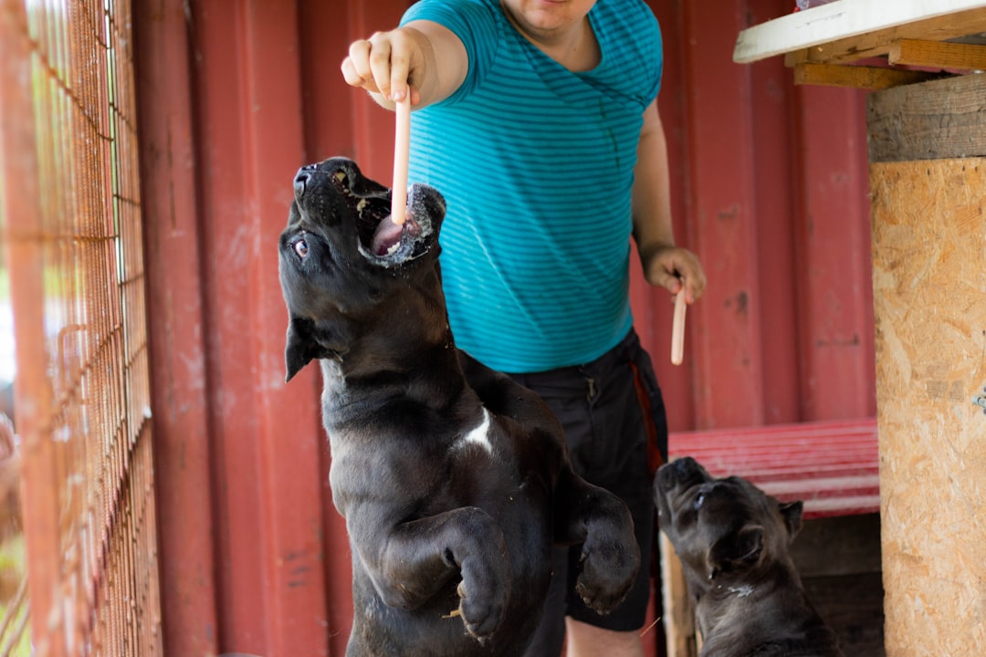 Cane Corso: The Majestic Italian Mastiff (Image Credits: Unsplash)