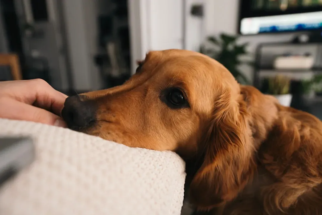 The Vet Visits Scared Them, But You Made It Bearable (Image Credits: Unsplash)
