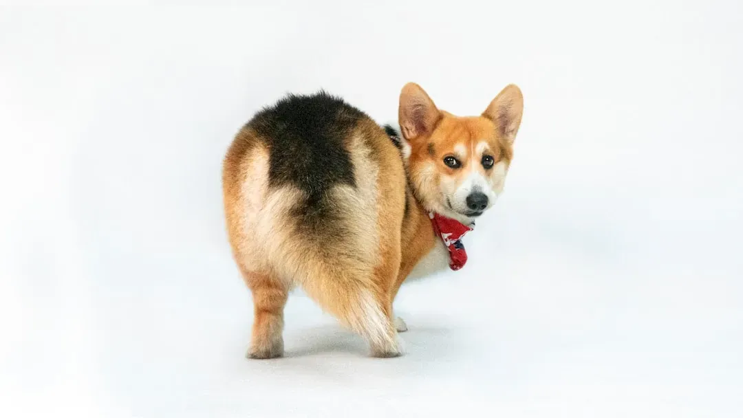 Hip Checks, Shoulder Bumps, and Wiggle-Butts (Image Credits: Unsplash)