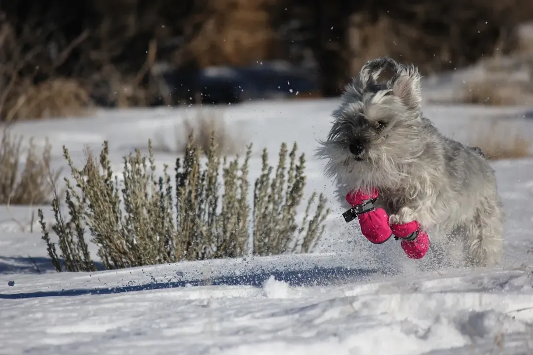 5. Paw Protection From Frozen Ground, Salt, And Ice Melt (Image Credits: Unsplash)