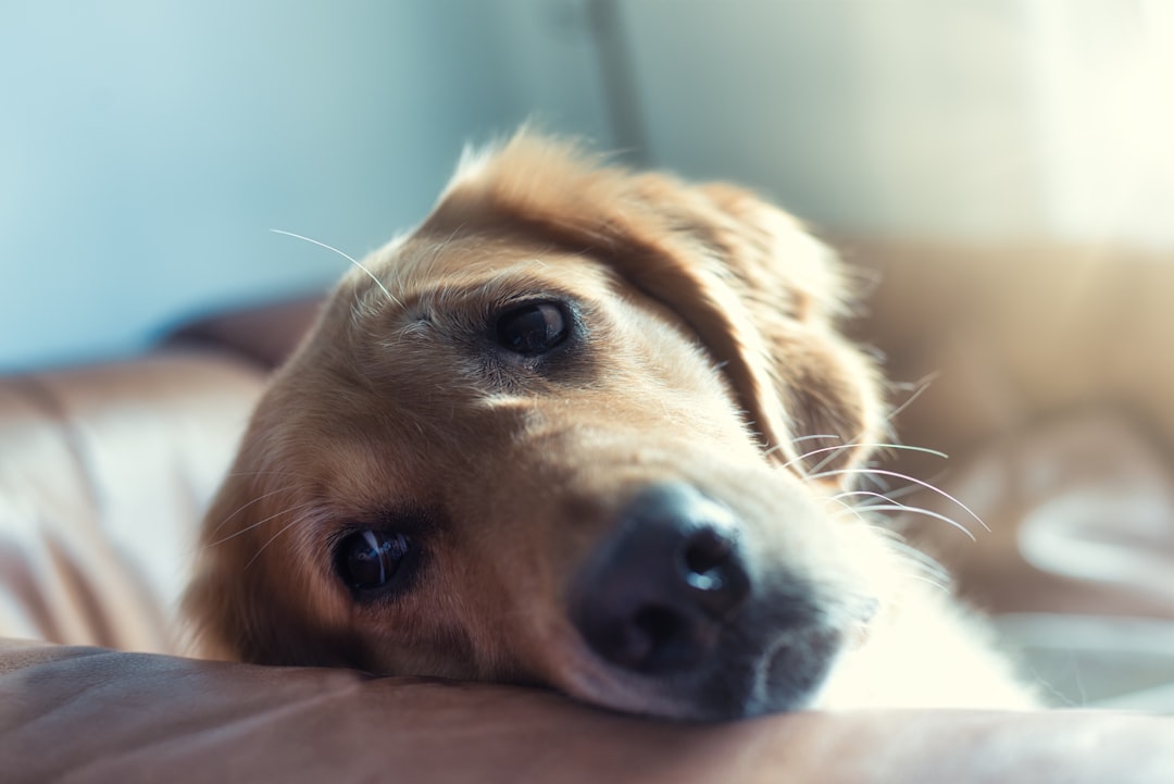 The Energy Drain: When Enthusiasm Disappears (Image Credits: Unsplash)