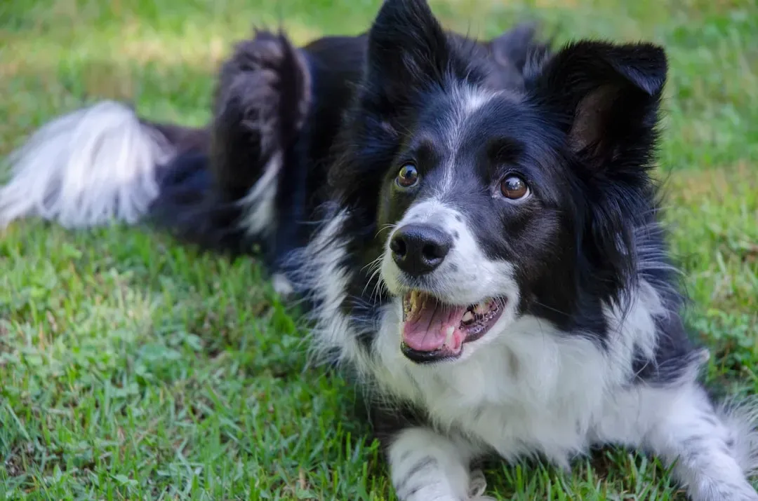 Border Collie: The Focused Follower (Image Credits: Unsplash)