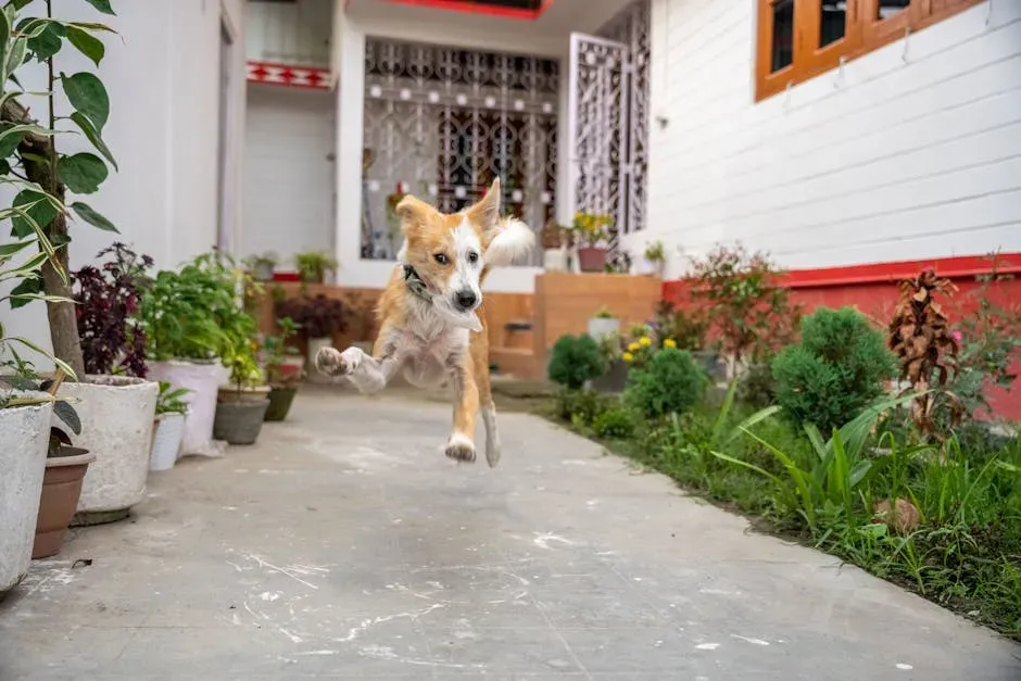 Age, Breed, and Why Some Dogs Zoom More Than Others (Image Credits: Pexels)