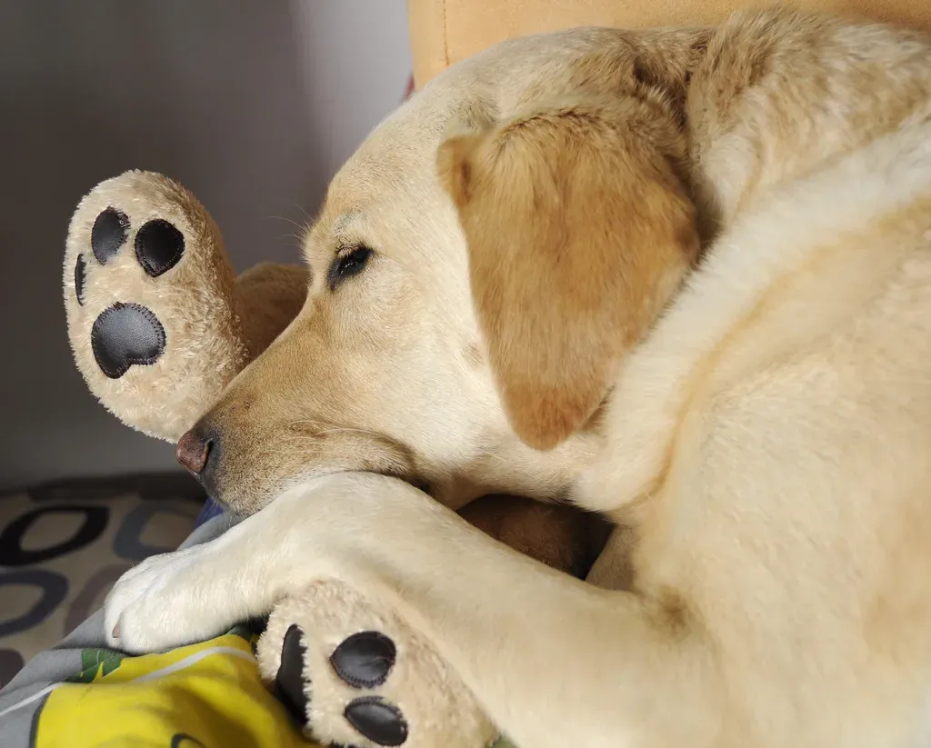 1. Labrador Retriever (Image Credits: Flickr)