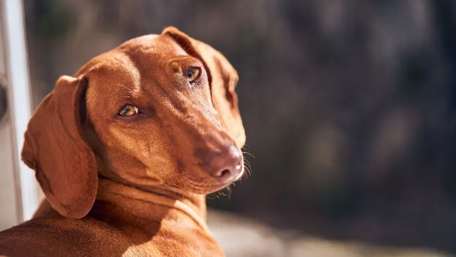 7 – Vizsla (Image Credits: Pexels)