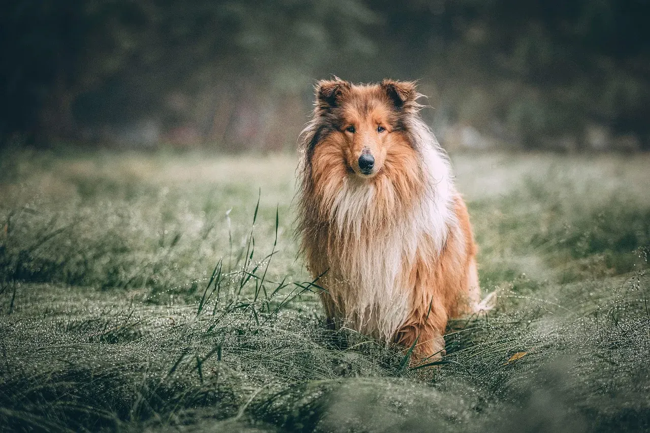 9. Collie: The Intuitive Protector (Image Credits: Pixabay)