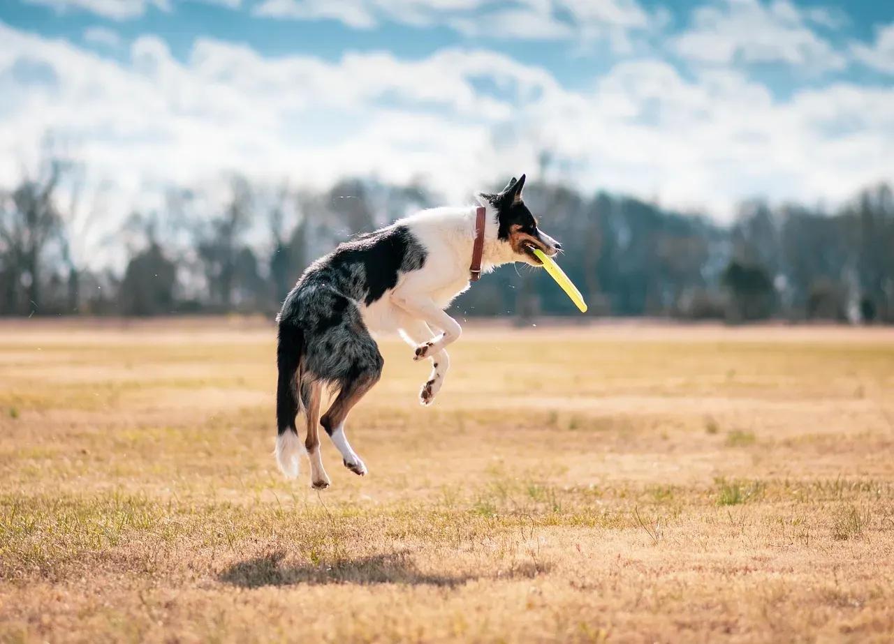 7. In Their Playful Moments, When They Just Want You to Join the Game (Image Credits: Pixabay)