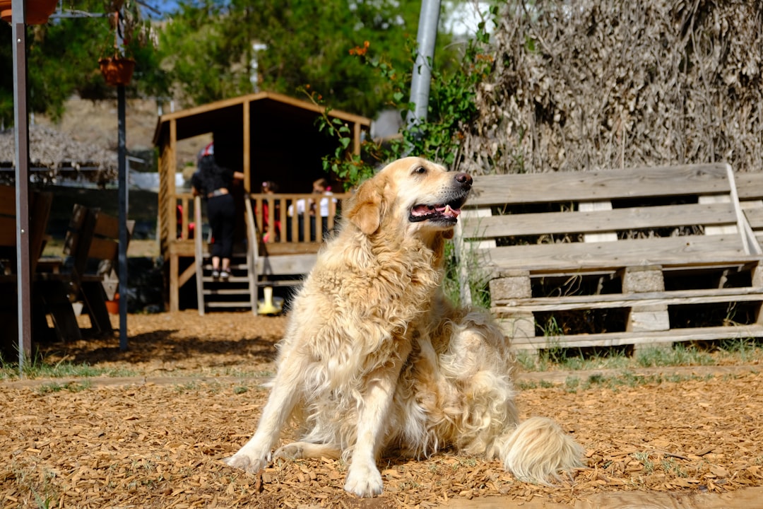 Golden Retrievers: The Ultimate Emotional Healers (Image Credits: Unsplash)