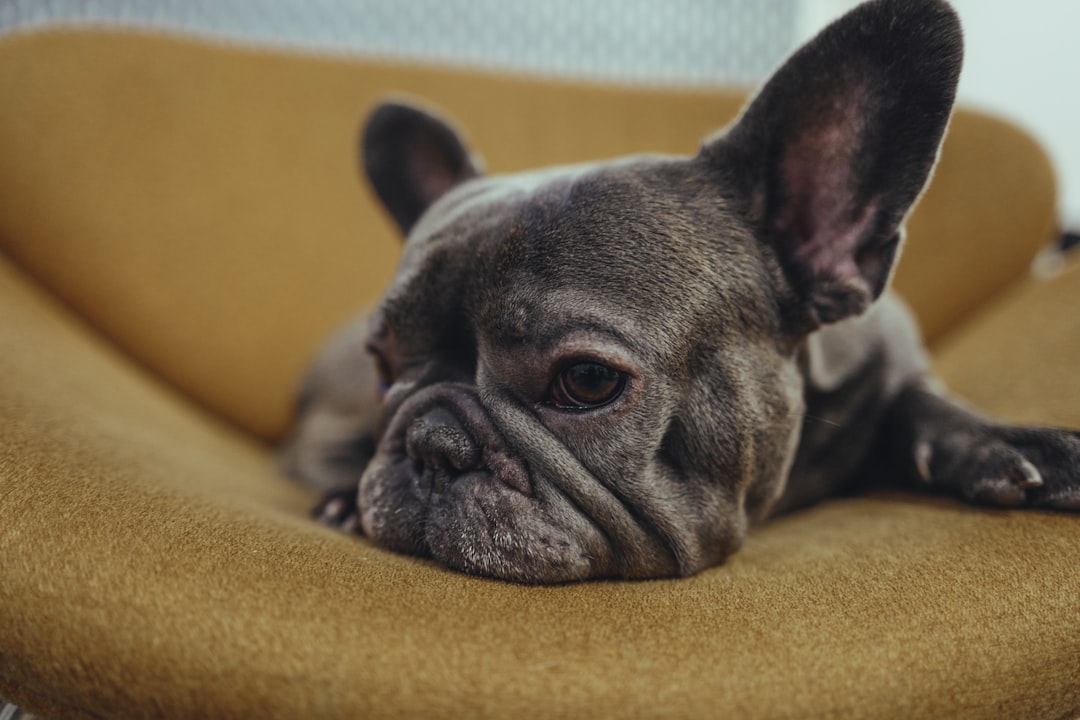 French Bulldogs - Apartment Living Royalty (Image Credits: Unsplash)