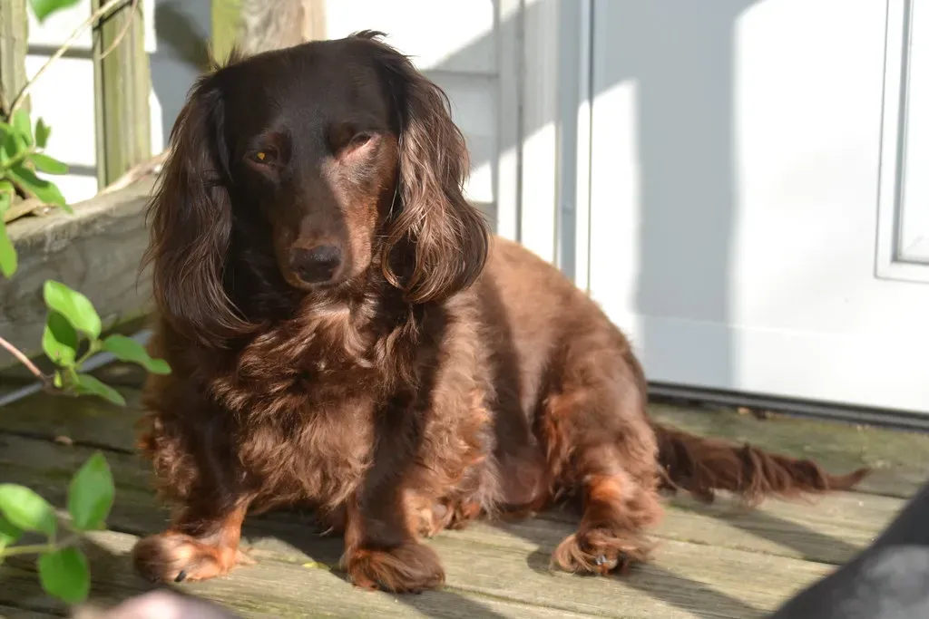 #12. Dachshund (Tobyotter, Flickr, CC BY 2.0)