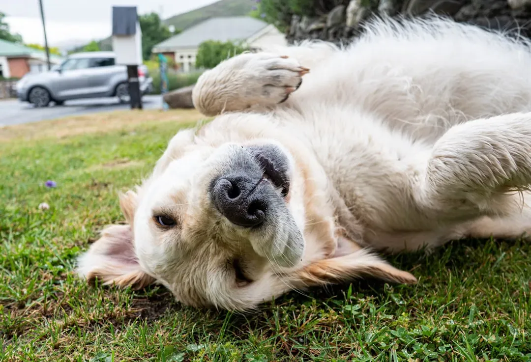 Playful Low Moans (Image Credits: Unsplash)