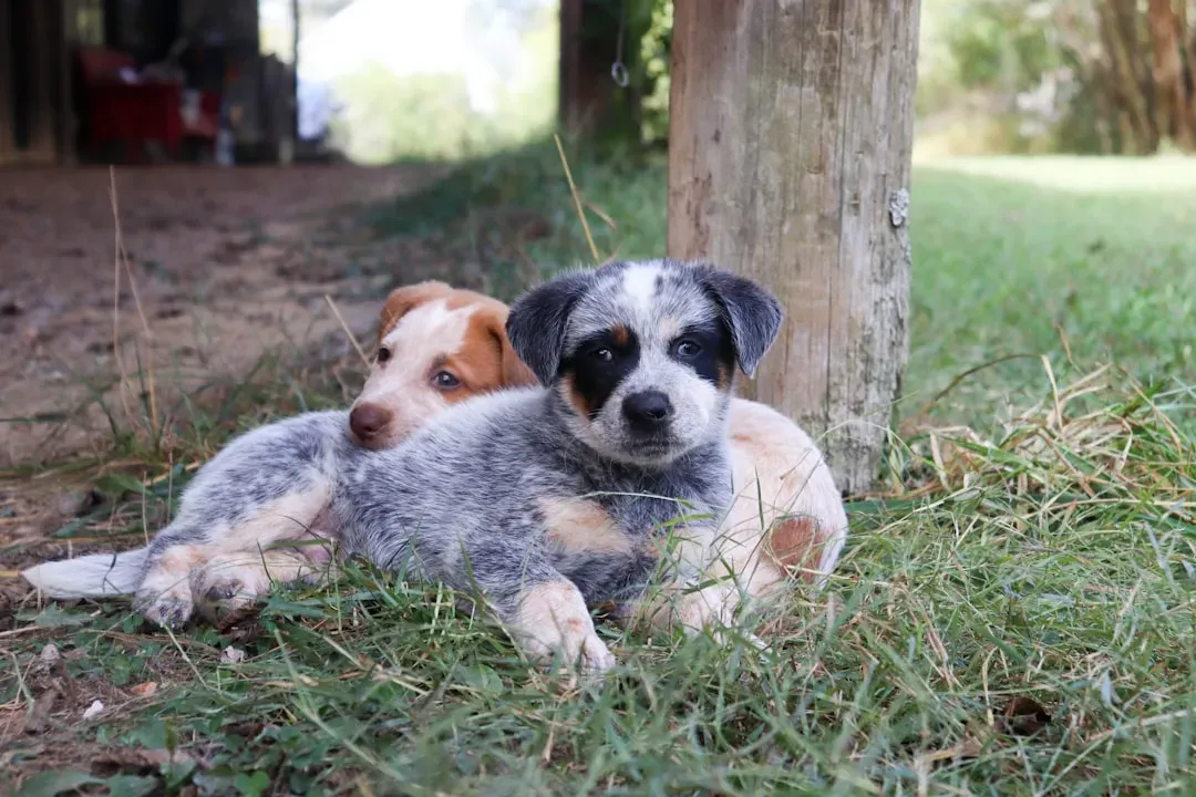 Bonding, Socialization, and Becoming Their World (Image Credits: Unsplash)