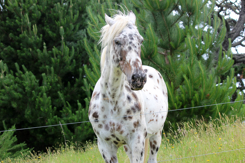 Choosing the Right Appaloosa for Your Situation (Image Credits: Flickr)