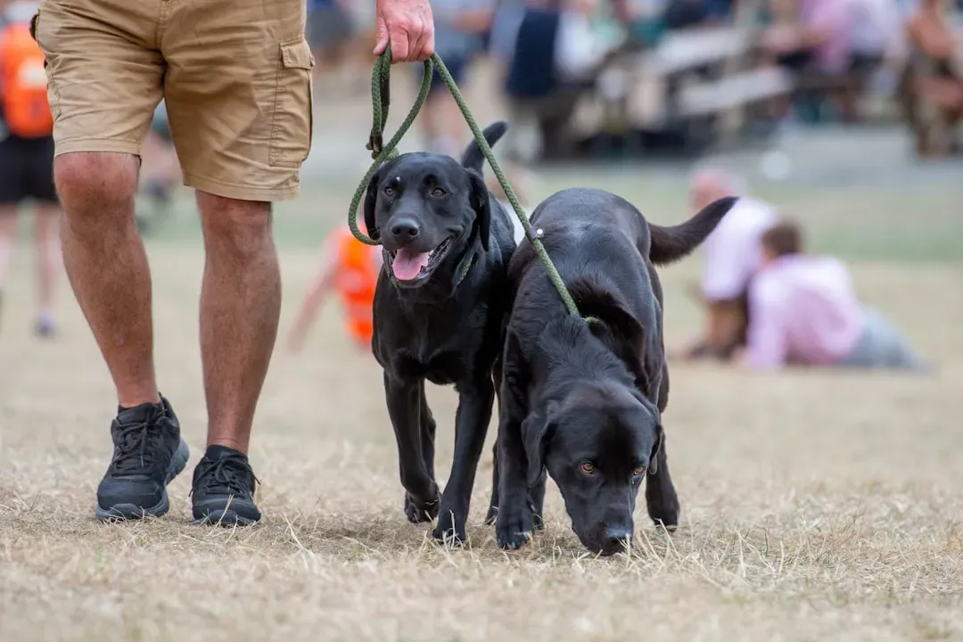 #4 - Whether the Dog Solves Problems Alone or as a Team (Image Credits: Unsplash)