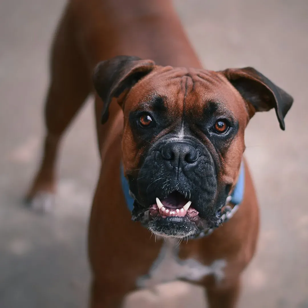 Boxer (Image Credits: Unsplash)