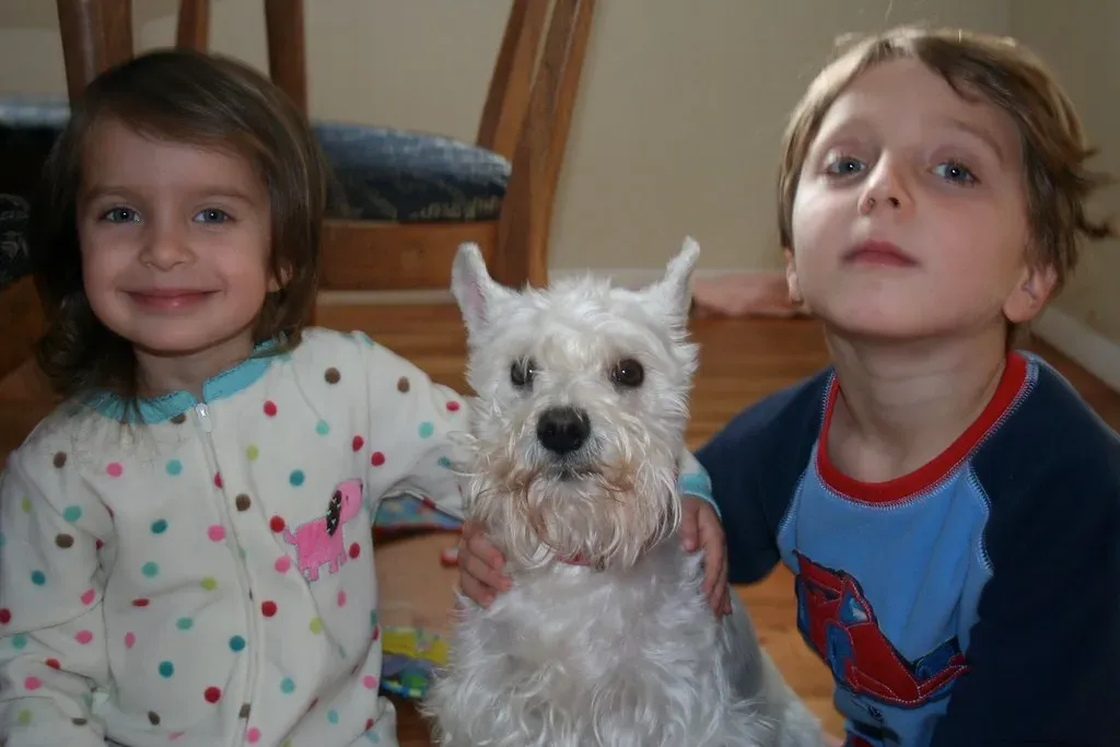 The Miniature Schnauzer: Smart and Surprisingly Kid-Friendly (Image Credits: Flickr)