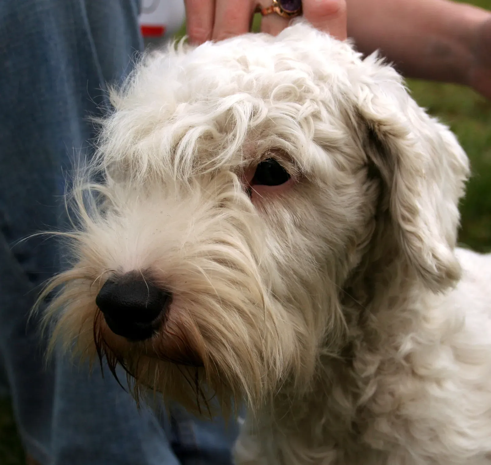 Sealyham Terrier (By Pleple2000, CC BY-SA 3.0)