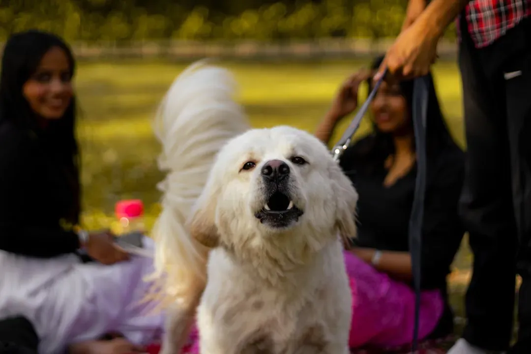 Excessive Barking or Whining (Image Credits: Unsplash)