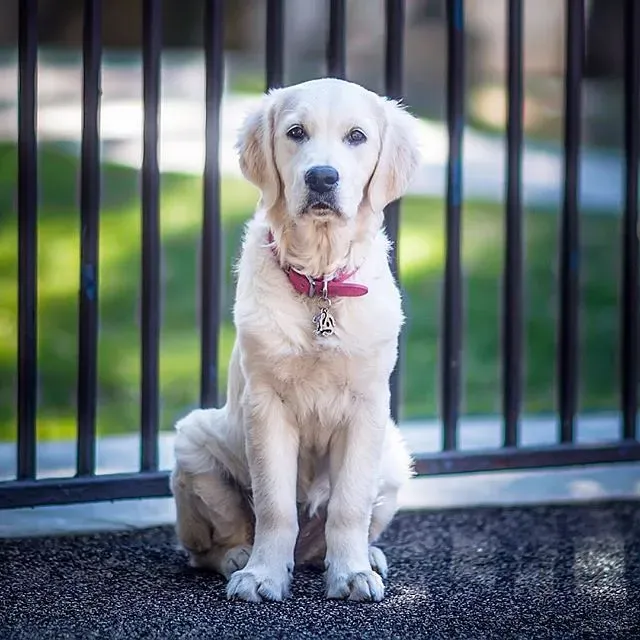 What Your Dog's Belly Behavior Is Really Telling You About Your Relationship (Alex Beattie, Flickr, CC BY 2.0)