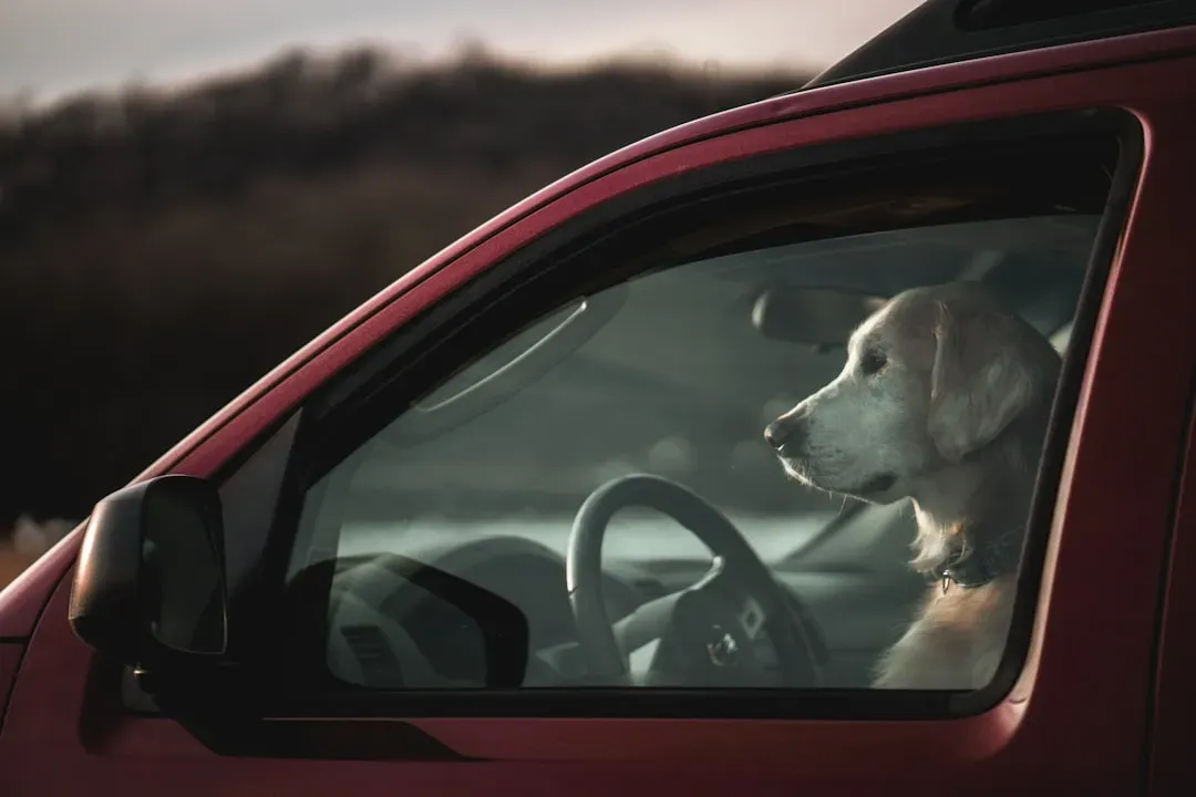 4. Letting Your Guard Down Around Traffic at Dusk (Image Credits: Unsplash)
