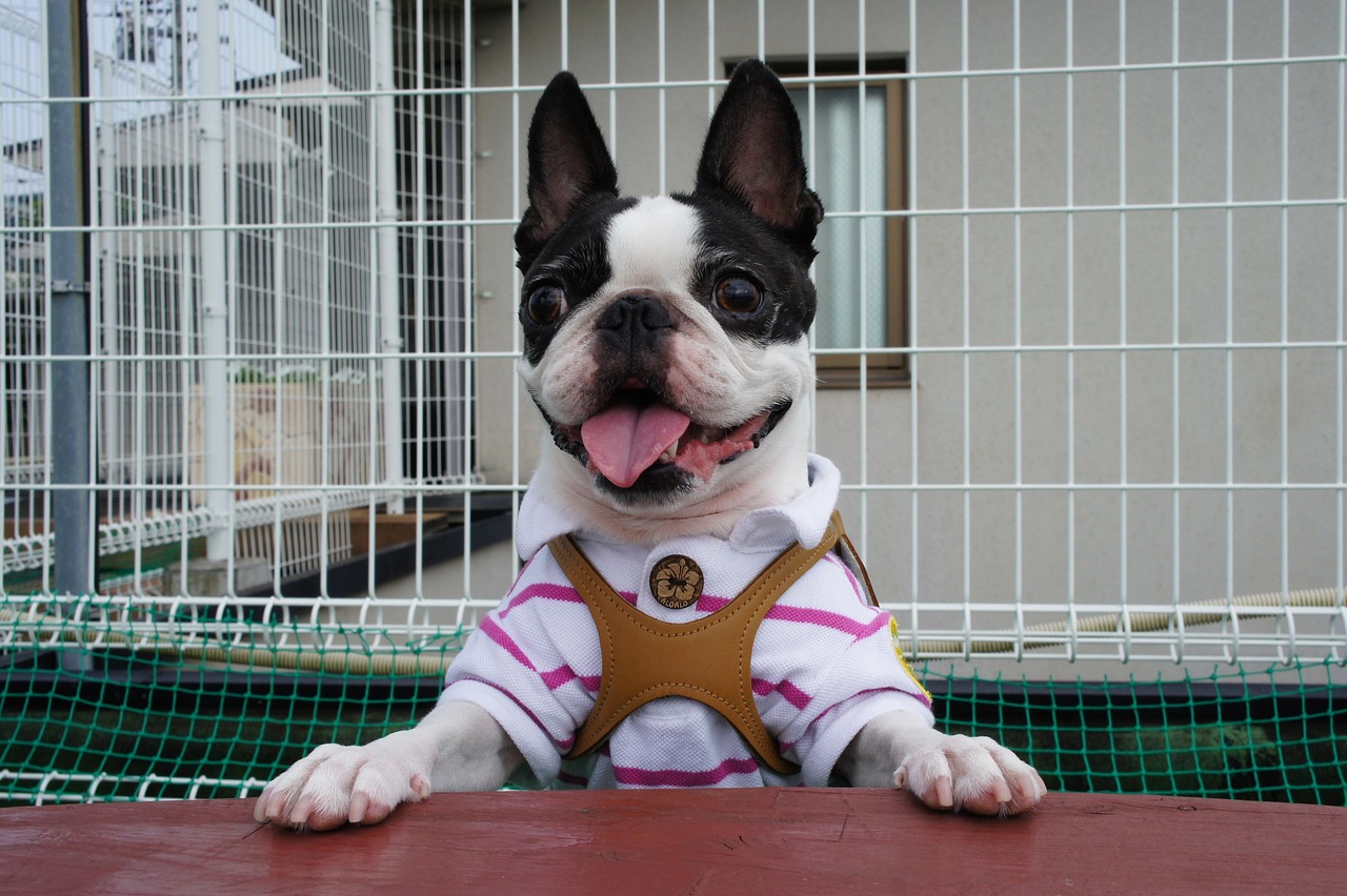 Boston Terrier: America's Gentleman in a Tuxedo (Image Credits: Pixabay)