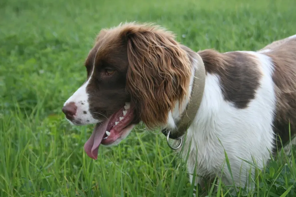 English Springer Spaniel (Image Credits: Rawpixel)