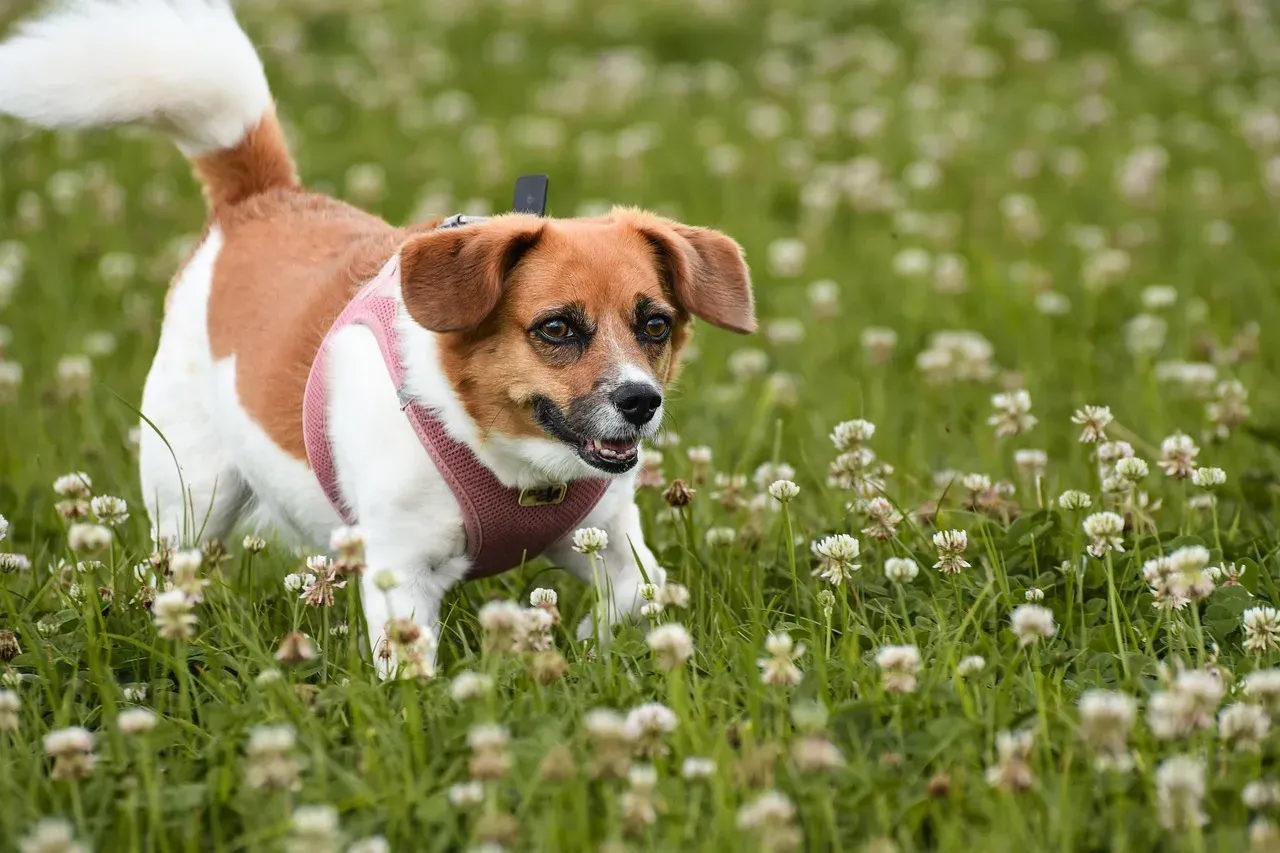 The Beagle: Social Butterfly (Image Credits: Pixabay)
