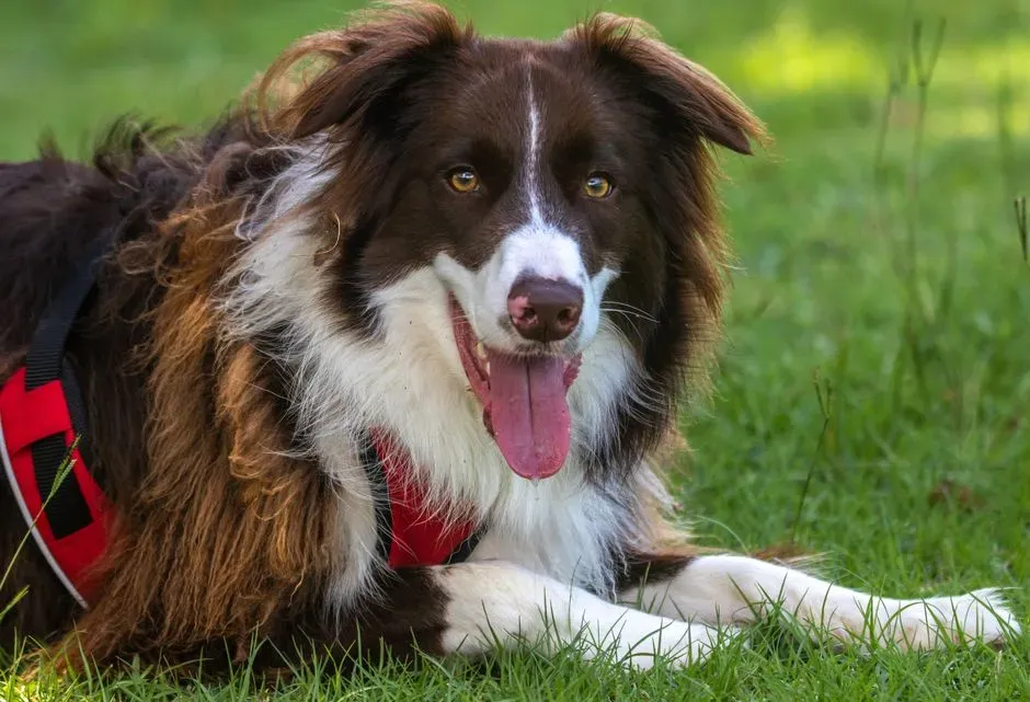 The Science Behind Canine Cancer Detection (Image Credits: Pexels)
