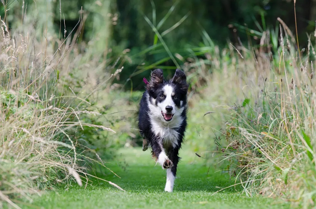 12. Border Collie: Precision Learners Who Love Clear Rules (Image Credits: Pixabay)