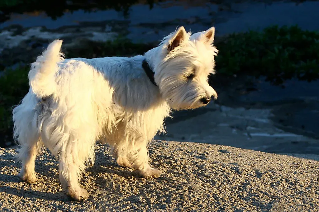 They Seek Out a Favorite Spot for Morning Sun (Randy Son Of Robert, Flickr, CC BY 2.0)