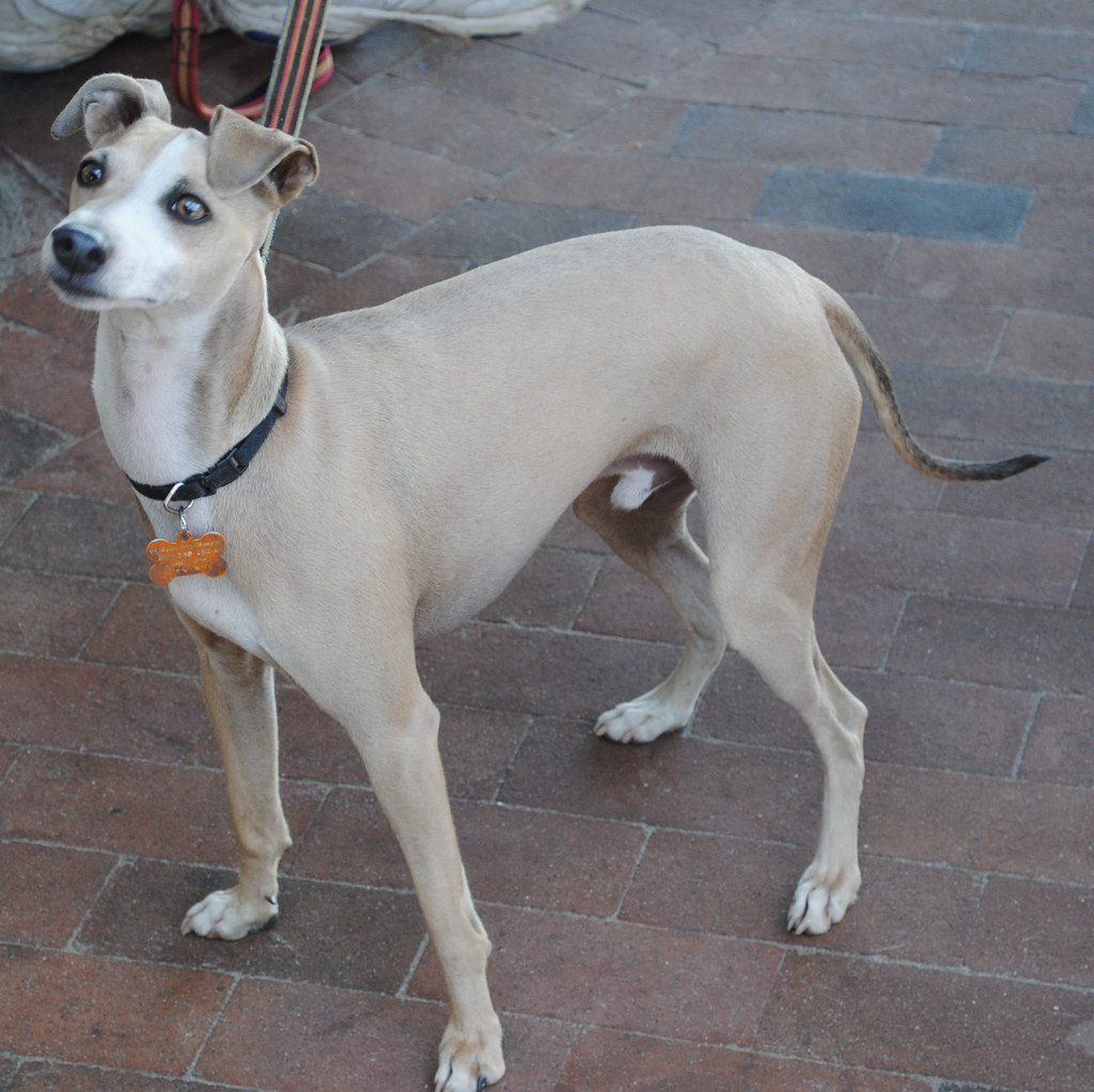 16. Italian Greyhound: Elegant and Easygoing (Image Credits: Flickr)