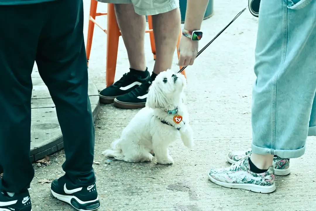 #10. Bichon Frise (Image Credits: Unsplash)