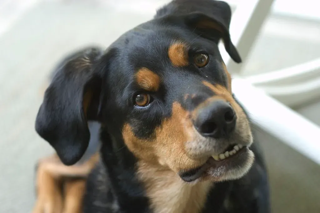 They Can Distinguish Languages and Speech Naturalness (Image Credits: Flickr)