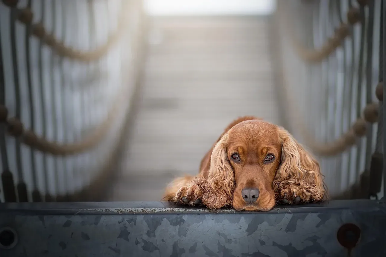 Cocker Spaniel: Balanced Energy and Sweet-Tempered Company (Image Credits: Pixabay)